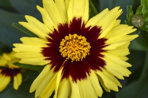 Coreopsis 'Uptick Yellow and Red' 